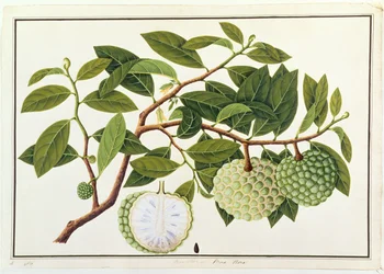 Bua Nora, from Drawings of Plants from Malacca, c.1805-18